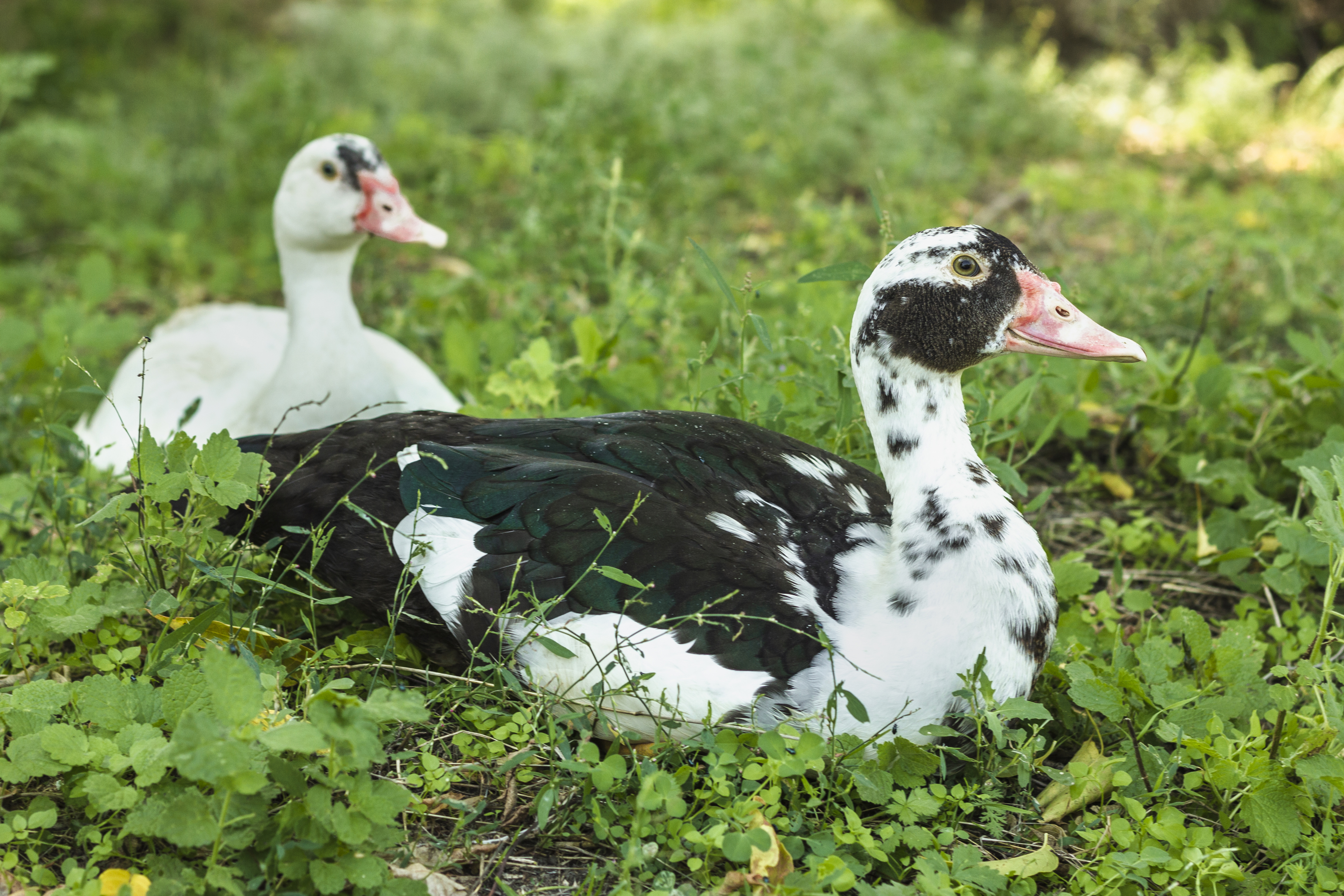 Muscovy Duck